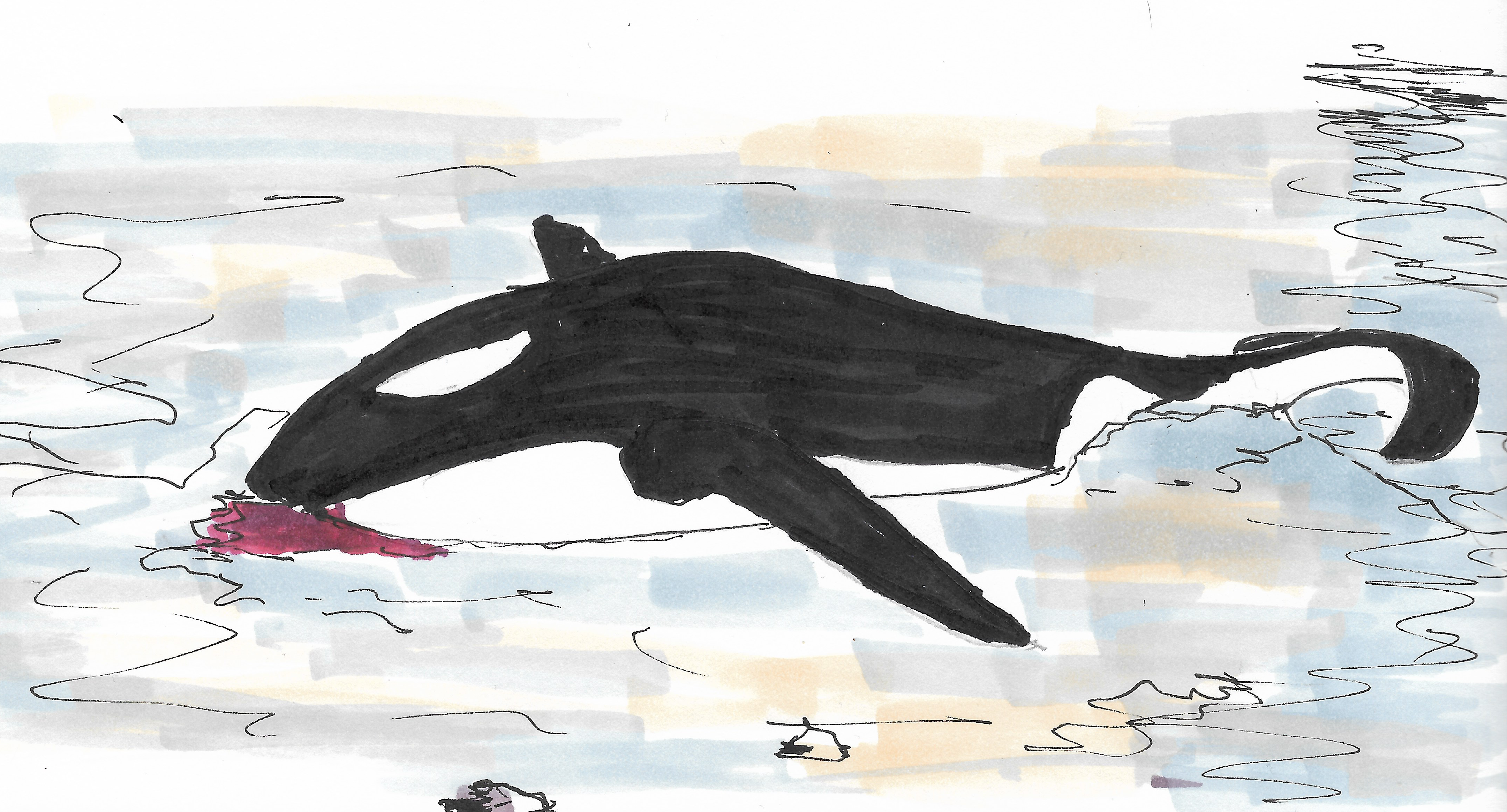 Косатка, Sef 2023